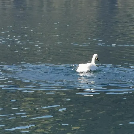 Apartman Kitzsteinhorn